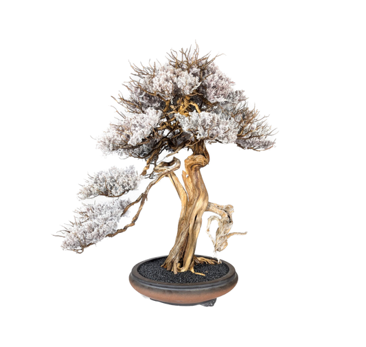 TAIZAN BONSAI （タイザンボンサイ）