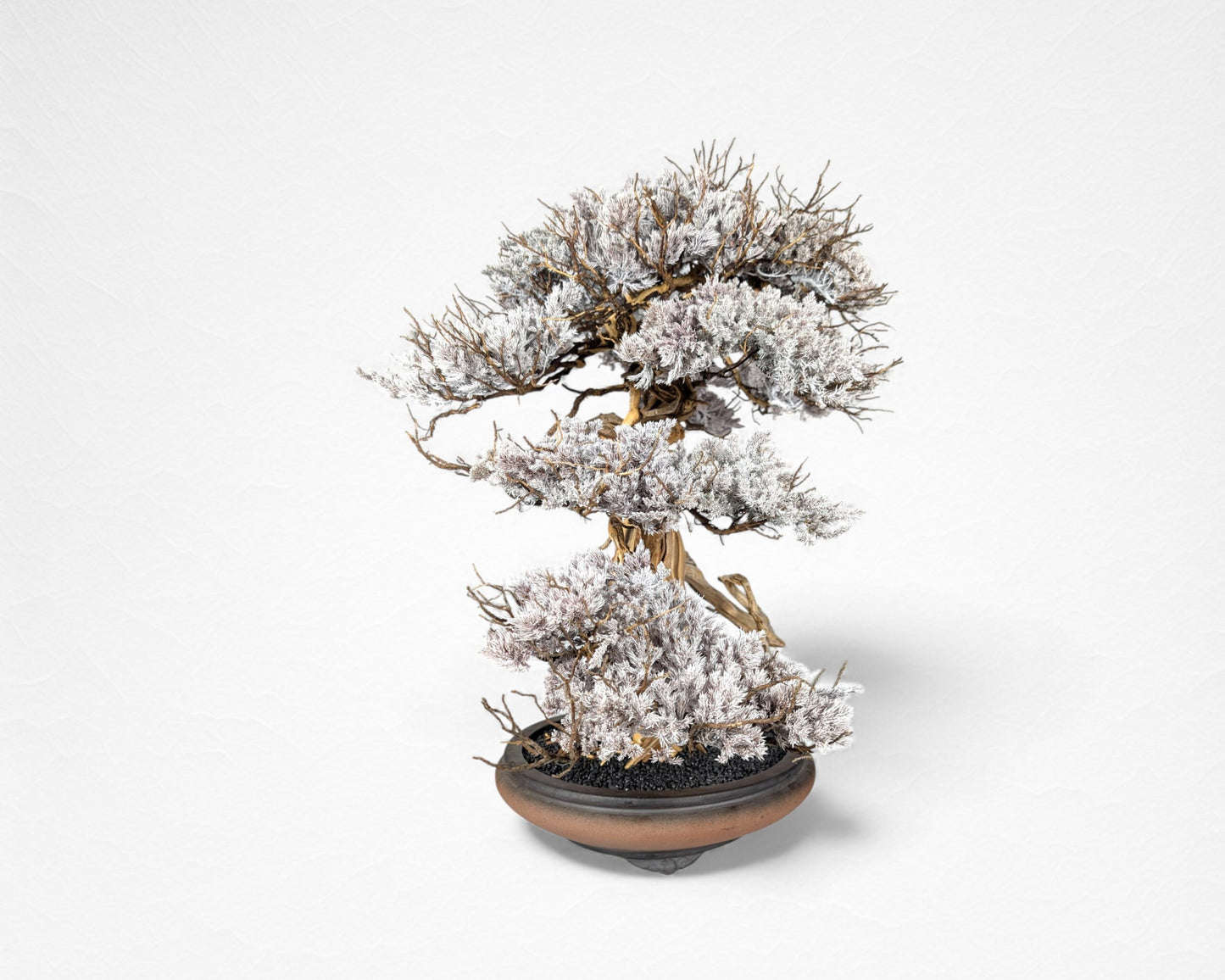 TAIZAN BONSAI （タイザンボンサイ）