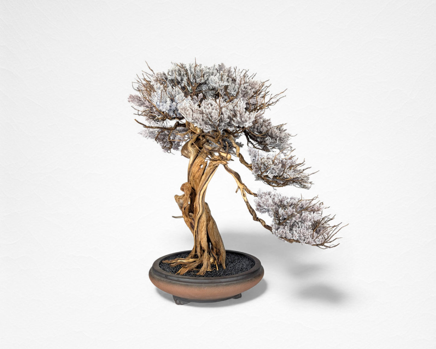 TAIZAN BONSAI （タイザンボンサイ）